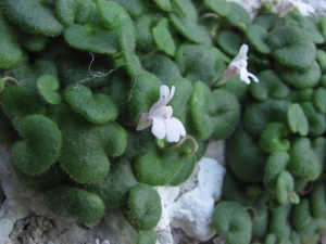 CYMBALARIA