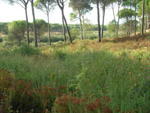 Població de Cheirolophus uliginosus al Parc Nacional de Doñana