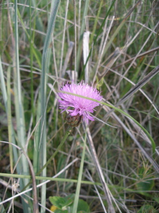 Detalle de la inflorescencia de Cheirolophus uliginosus