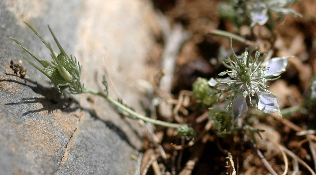 nigella-icarica2baix