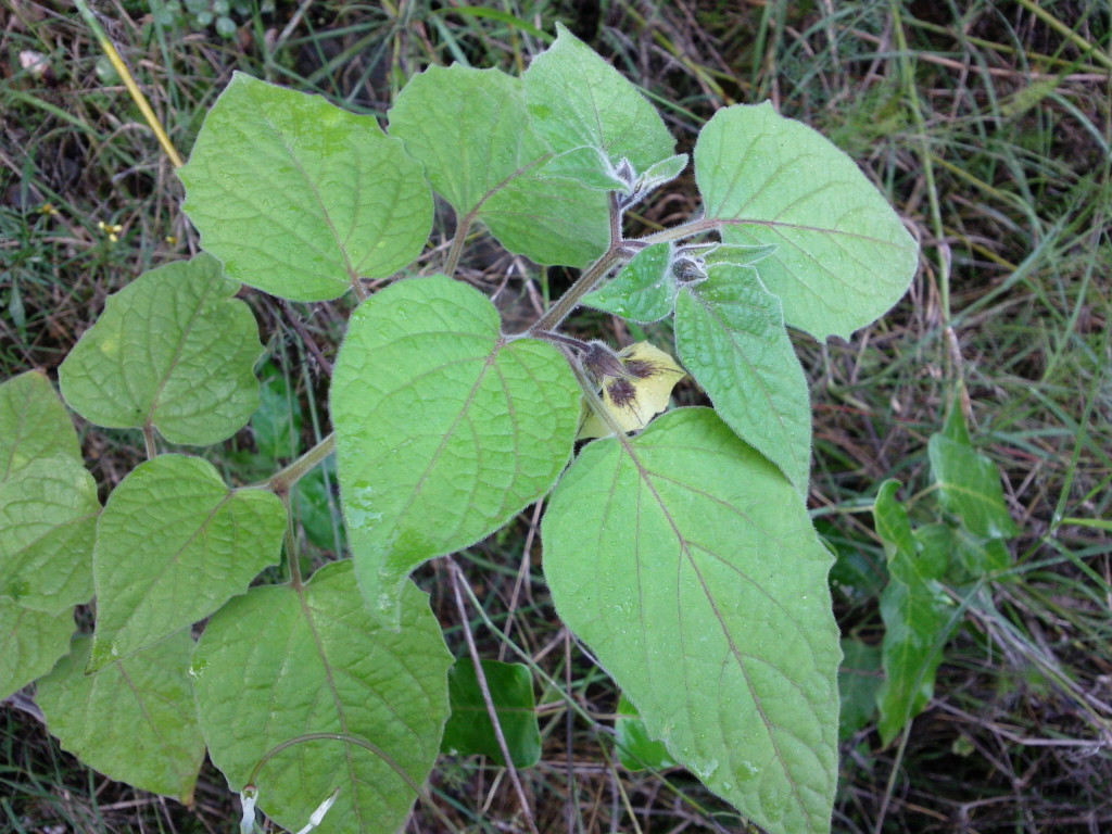 physalis-peruviana-1-1