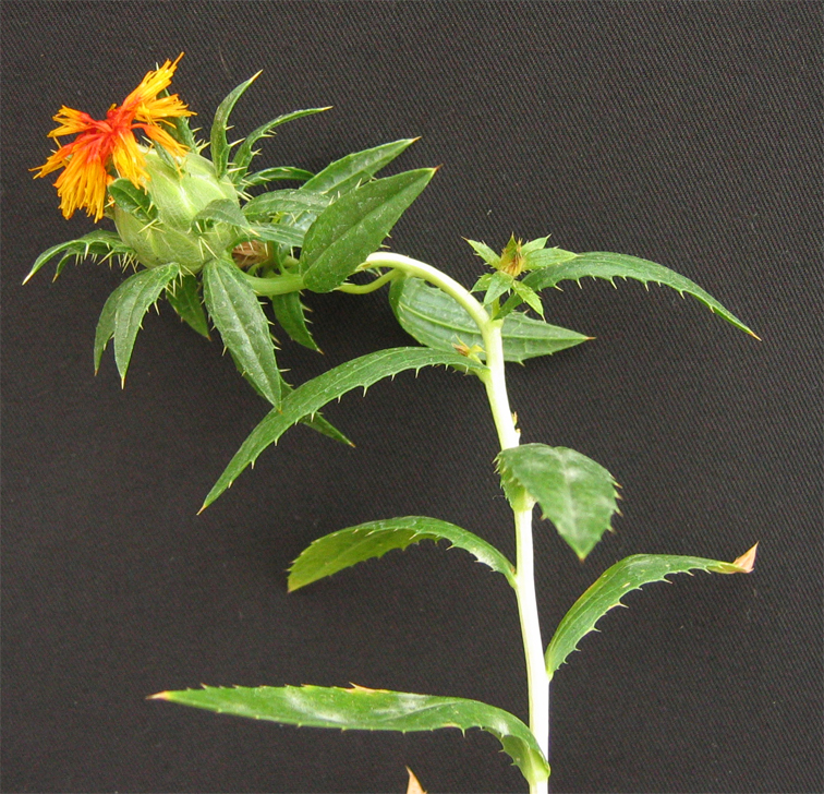 Carthamus_Fig1