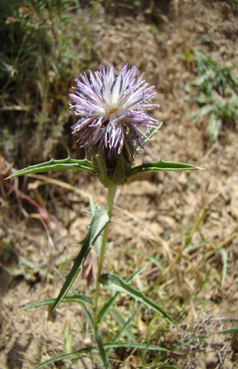 Carthamus_Fig3