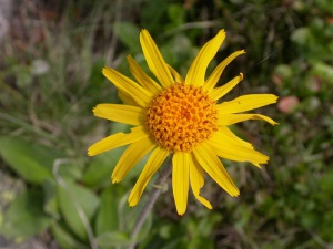 Arnica montana Joan Vallès