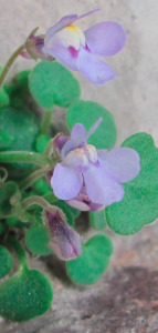 cymbalaria