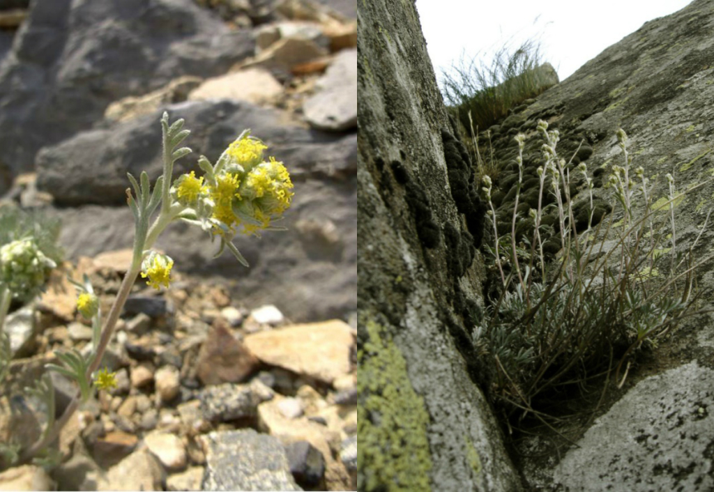 Artemisia_filo