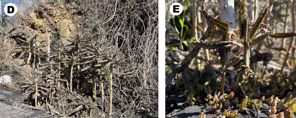 Kalanchoe-houghtonii, Cumbre Vieja, volcà, La Palma