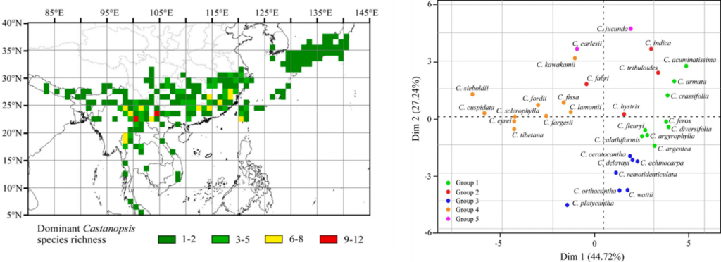 castanopsis species in orient asia forests
