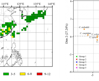 castanopsis species in orient asia forests